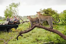 South African Delight With Kruger
